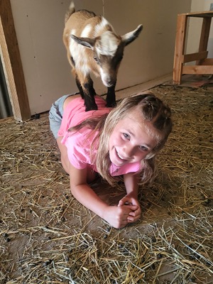 A small goat standing on a girl's back at Schofield Homestead