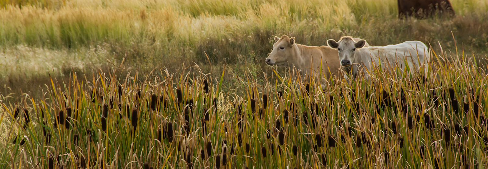 cows in an open field