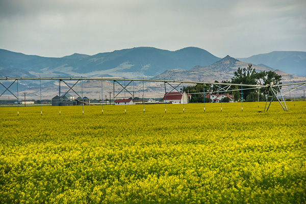 field with yellow flowers. building and mountains in the distance.